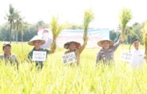 Panen Raya di Musi Rawas, Wabup Suprayitno Apresiasi Dukungan Presiden RI untuk Petani
