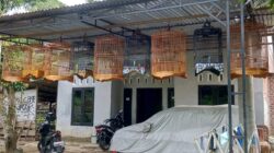 Usaha Kreatif Sarang Burung Tumbuh di Desa Leban Jaya, Jadi Peluang Ekonomi Menjanjikan