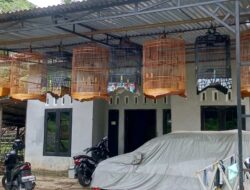Usaha Kreatif Sarang Burung Tumbuh di Desa Leban Jaya, Jadi Peluang Ekonomi Menjanjikan