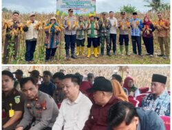 Panen Jagung Serentak Kuartal IV di Kampung Bali, Camat Muara Beliti Tegaskan Komitmen Swasembada Pangan