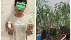 Dapur Rumah Jadi Lokasi Tanam Ganja, Polisi Amankan 44 Batang dan Sabu