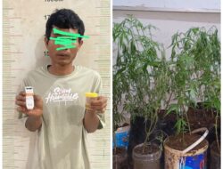 Dapur Rumah Jadi Lokasi Tanam Ganja, Polisi Amankan 44 Batang dan Sabu