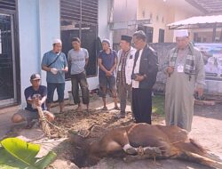 PWI Sumsel Sembelih 4 Sapi dan 1 Kambing, Semangat Berbagi Warnai Idul Adha 1447 H