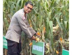 Panen Raya Jagung di Muratara, Polres Turun Langsung Kawal Ketahanan Pangan Nasional.