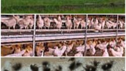 Warga Dusun VII Desa Suro Murka, Usaha Bangkrut Diduga Akibat Serbuan Lalat Kandang Ayam: “DLH Punya Mata Tapi Buta”