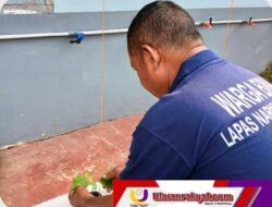 Tak Berhenti di Panen, Lapas Narkotika Muara Beliti Rawat Melon Inthanon Demi Wujudkan Pembinaan Berkelanjutan.