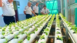 Dukung Ketahanan Pangan Nasional, Lapas Muara Beliti Kembangkan Budidaya Pakcoy Hidroponik.