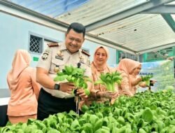 Panen Pakcoy di Lapas Muara Beliti, Wujud Pembinaan Produktif dan Ketahanan Pangan