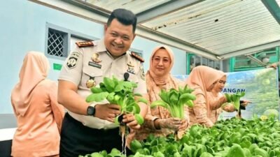 Panen Pakcoy di Lapas Muara Beliti, Wujud Pembinaan Produktif dan Ketahanan Pangan